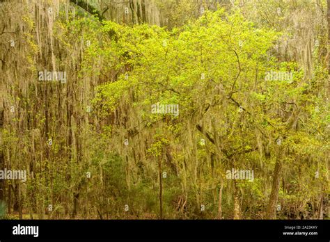 Live Oak Trees With Spanish Moss Fontainebleau State Park Louisiana