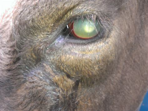 Treatment Of Pink Eye In Cattle Cadfor