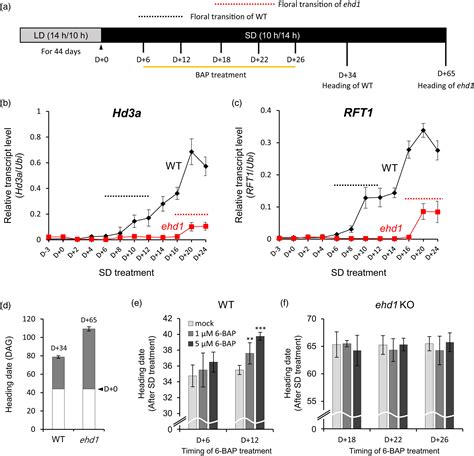 Cytokinin Increases Vegetative Growth Period By Suppressing Florigen