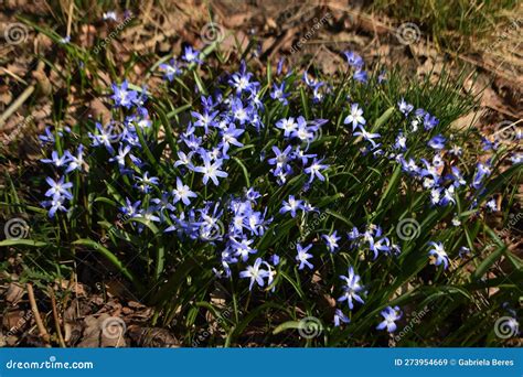 Flowers Of Scilla Section Chionodoxa Stock Image Image Of Delicate