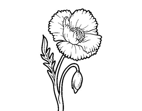 Desenho De Uma Flor De Papoula Para Colorir Colorir