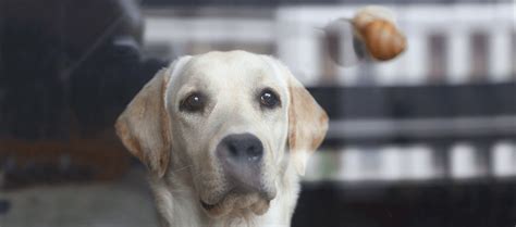 ¿tu Perro Come Caracoles Podría Correr El Riesgo De Infectarse Con