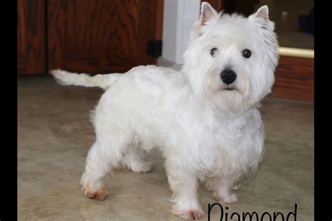 Linda Martin West Highland White Terrier Puppies For Sale Born On