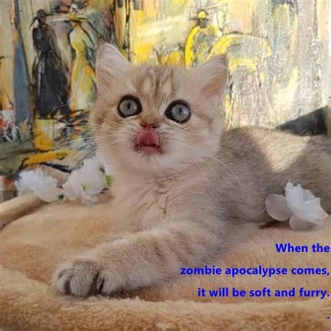 The Zombie Apocalypse Zombie Apocalypse Apocalypse Funny Cat Memes