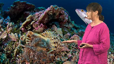 Corals And Coral Reefs • Ibiology