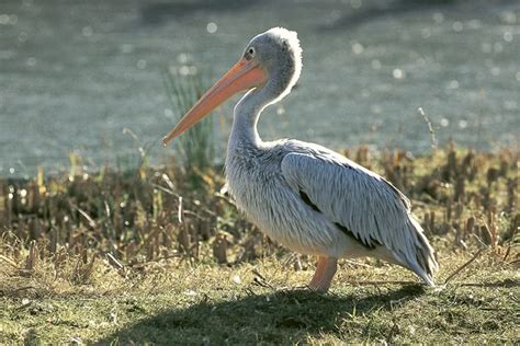 Pink backed pelican - Alchetron, The Free Social Encyclopedia