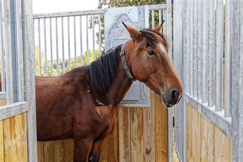 Près De Rouen Le Haras De L Étoile Expérimente L écurie Active Pour Libérer Les Chevaux 76actu