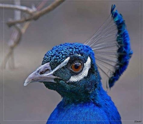 Pin by Meri Keiser on Peacocks | Pet birds, Bird photo, Beautiful birds