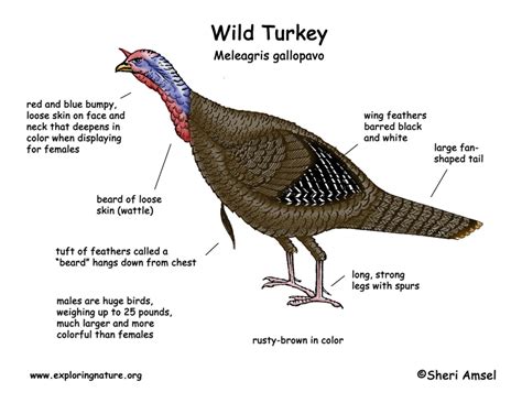 Turkey Neck Anatomy - Anatomical Charts & Posters