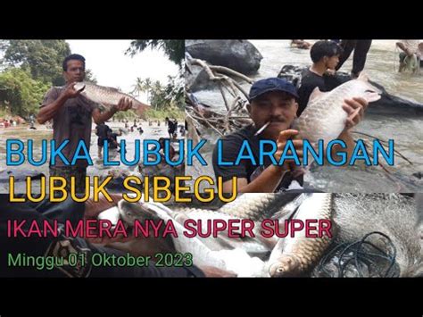 Jala Ikan Di Sungai Lubuk Larangan Lubuk Sibegu Dalan Lidang