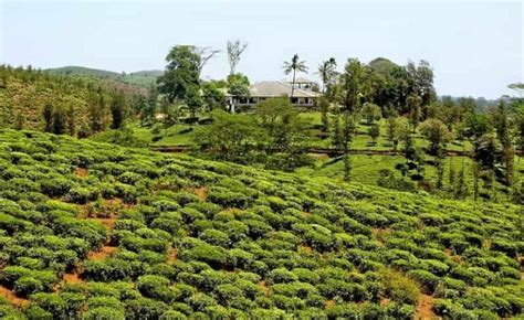 11 Most Popular Tea Estates In India