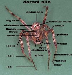 Barn Orb-Weaver Spiders - Science