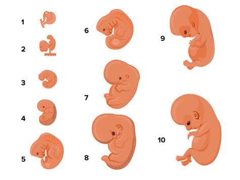 Pregnancy Read Biology Ck 12 Foundation