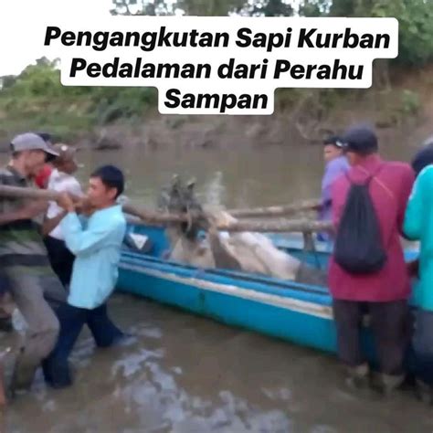 Pengangkutan Sapi Kurban Pedalaman Dari Perahu Sampan Perahu Sampan