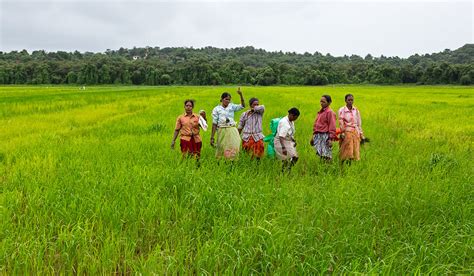 Monsoon in Goa, 2012 Edition » Photo Blog by Rajan Parrikar