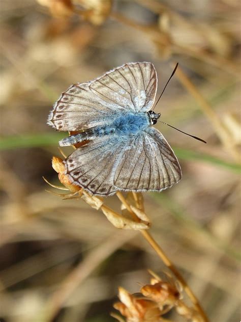 Borboleta Polyommatus Hisp Nico Foto Gratuita No Pixabay