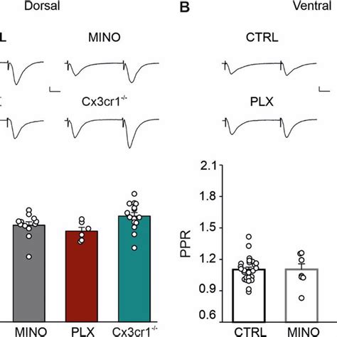 Paired Pulse Ratio PPR Is Not Affected By Microglia Bar Histograms