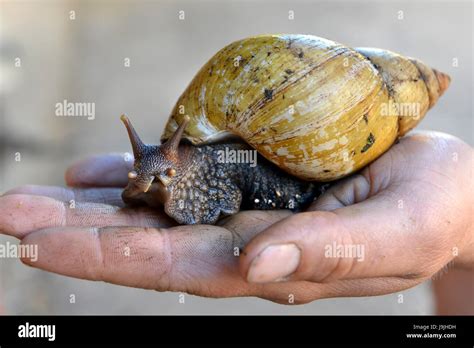 Giant Tiger Snail