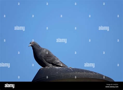 Pico Azul Fotografías E Imágenes De Alta Resolución Alamy