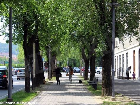 Nei Prossimi Giorni Verranno Abbattuti Alcuni Alberi Nei Viali Di Alba