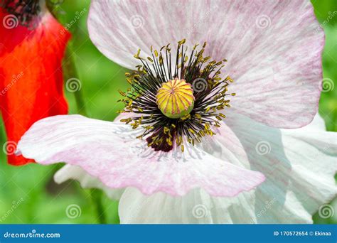 Papaver Has Medicinal Properties Stems Contain Latex Milk Latex In