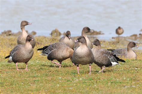 Pink Footed Goose By Nick Appleton Birdguides