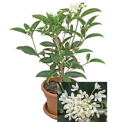 Osmanthus FRAGRANS (Османтус): купить 2 семени c доставкой почтой 🌸 ...