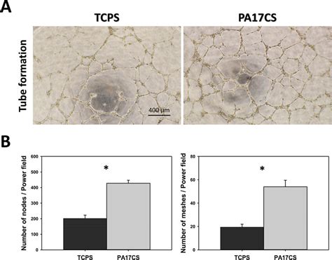 In Vitro Huvec Tube Formation Assay Effects Of Conditioned Medium