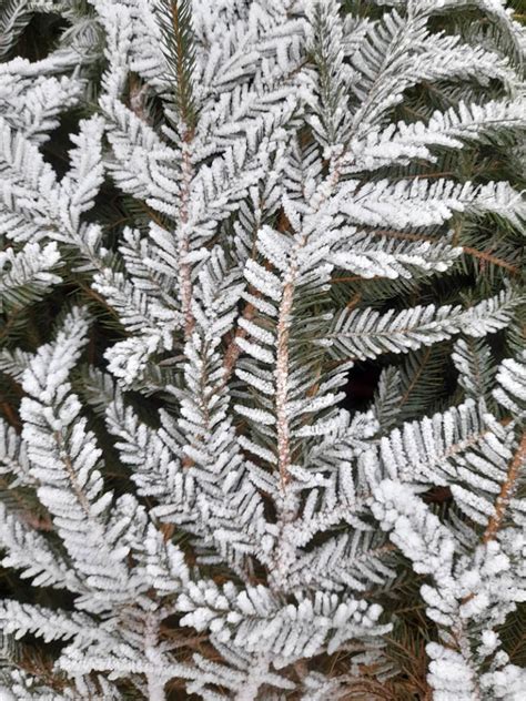 Norwegian Spruce In Norway Frenchay Christmas Tree Farm