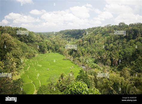 Rice terraces in bali Stock Photo - Alamy