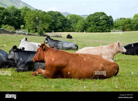 Cows Lying Down In A Field Hi Res Stock Photography And Images Alamy