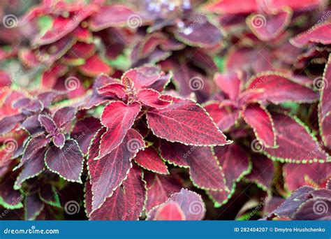 Hojas Rojas Y Verdes De La Planta Del Coleus Plectranthus