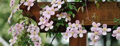 Clematis Snoeien Waarom Wanneer Hoe Moowy