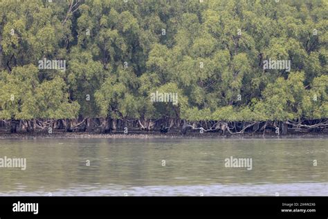 Sundarbans National Park Is A Large Coastal Mangrove Forest Shared By