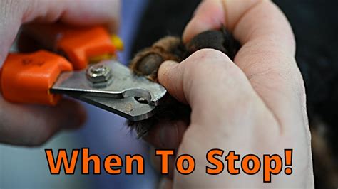 How To Trim Black Dog Nails Youtube