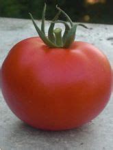 Tomate Cerise Jaune En Poire Solanum Lycopersicum Le Jardin Du Pic Vert