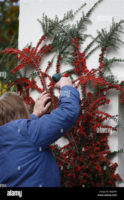 Cotoneaster Horizontalis Growing Round Window Reveal In Berry Drilling