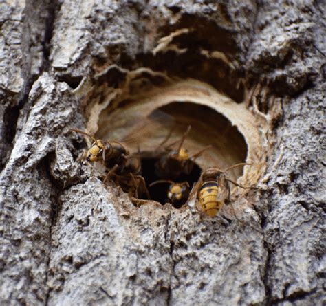 How Do Honey Bees Defend Nests Against Hornets See Heat Balling Video