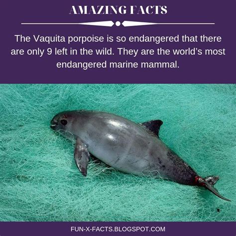 Interesting fact: The Vaquita porpoise is so endangered that there are only 9 left in the wild ...