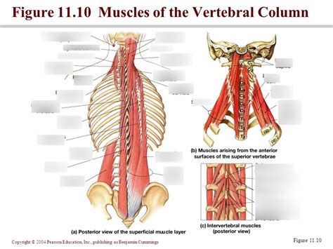 Lab Muscles Of The Vertebral Column Diagram Quizlet The Best Porn Website