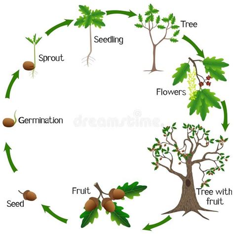 Life Cycle Of A Oak Tree On A White Background Stock Illustration Life Cycles Tree Life