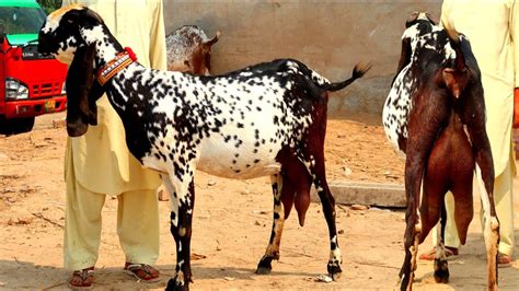 Makhi Cheena Goats