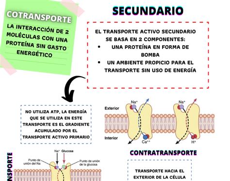 Cotransporte Transporte Activo Secundario Y Ecuaci N De Nernst