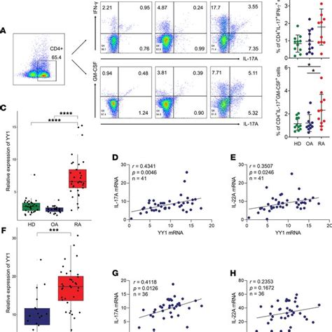 Increased Pth17 Cells Have Potential Relationship With Yy1 Expression