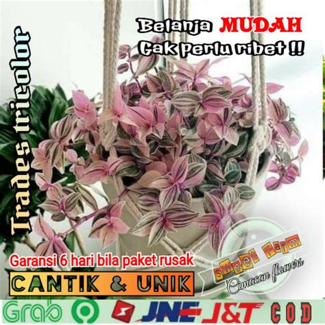 Jual Tradescantia Fluminensis Pink Tanaman Hias Gantung Cantik