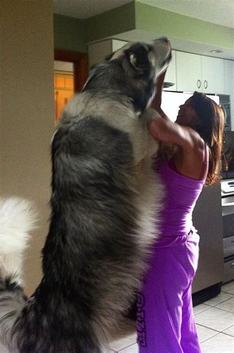 Giant Alaskan Malamute ~ He Looks Like Our Mals Daddy Giant Dogs