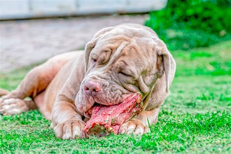 ¿es Buena La Carne Cruda Para Los Perros Pros Y Contras