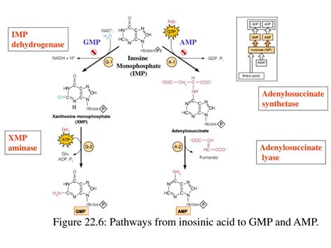 Ppt Nucleotide Metabolism Powerpoint Presentation Id