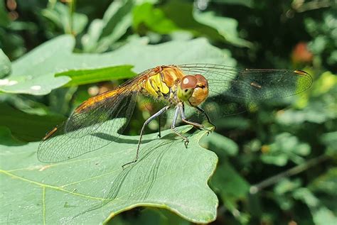 Große Heidelibelle Sympetrum striolatum 1 Große Heidel Flickr