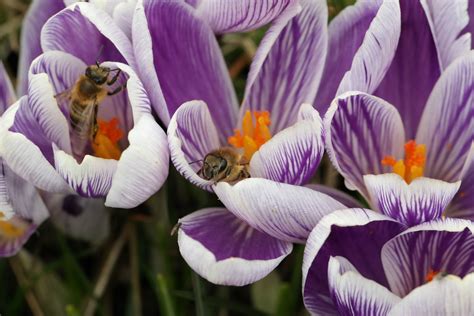 Frühlings Krokus Frühlings Safran Crocus vernus